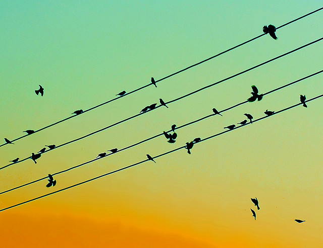 Bird on line
