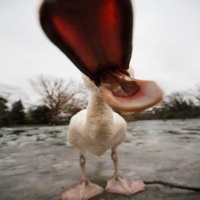 Quick Tip: When Your Reverb is Too Wet… Duck!